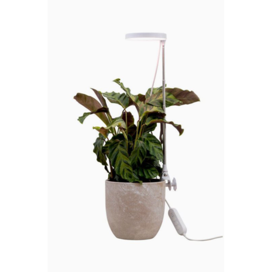 Rose Plant -valaistus 10W Himmennä kosketuksella